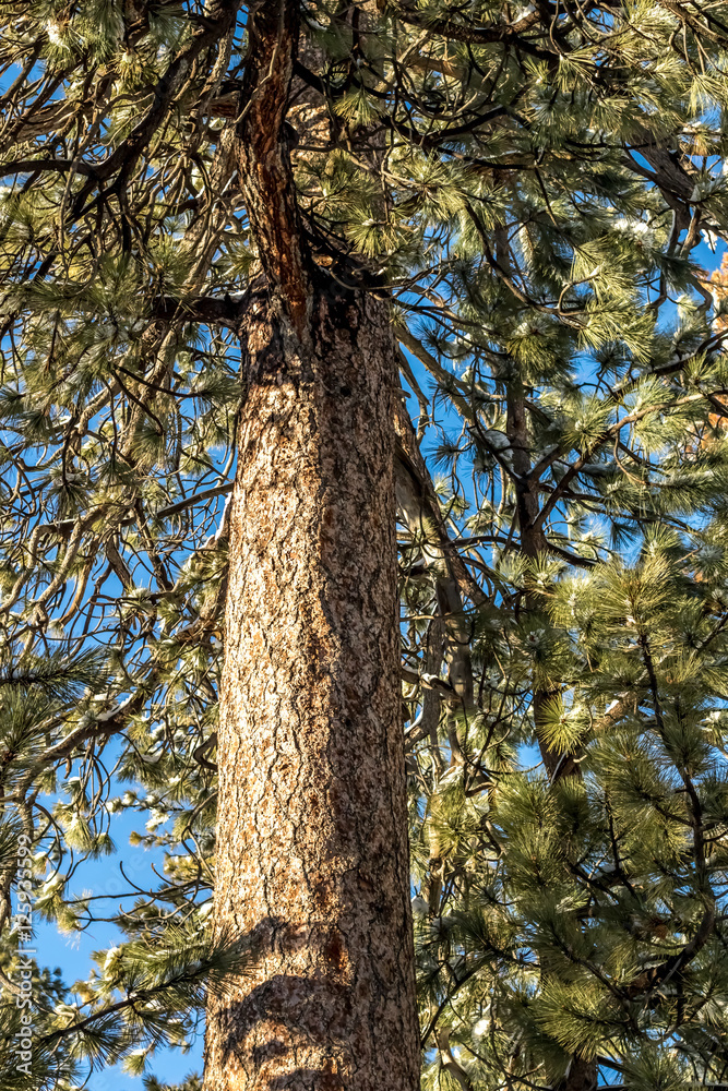 Fototapeta premium Tree Trunk, Climate Change at Southern California, Big Bear Moun