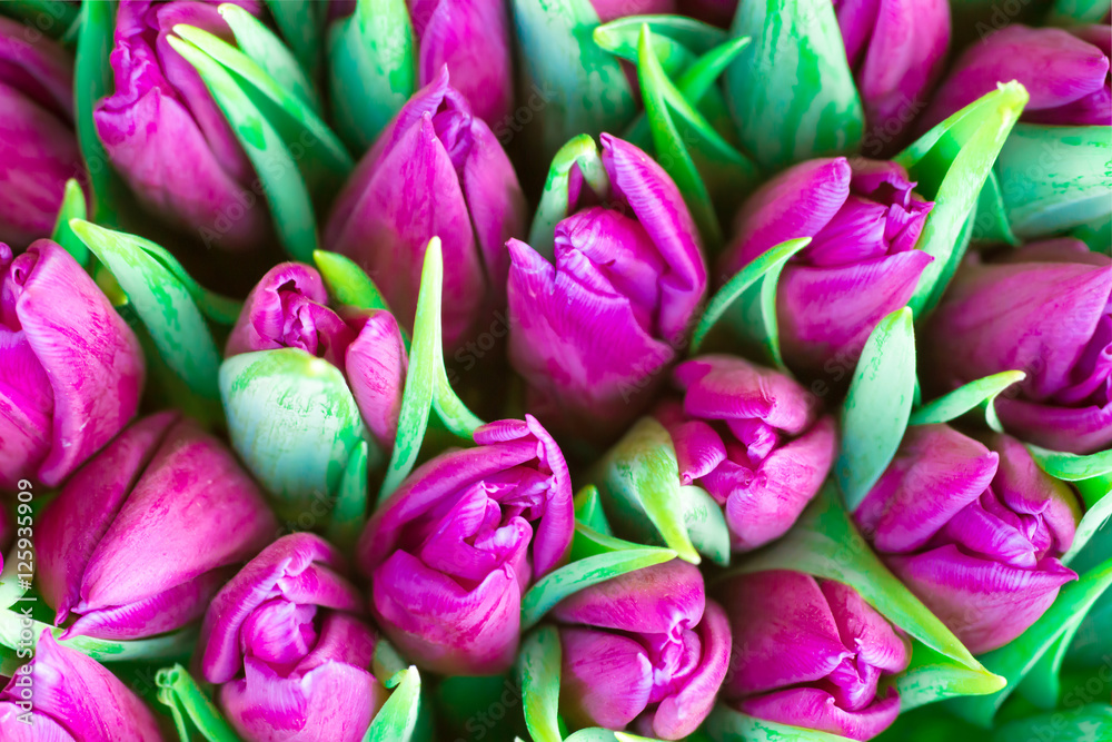 Obraz premium Świeże fioletowe tulipany