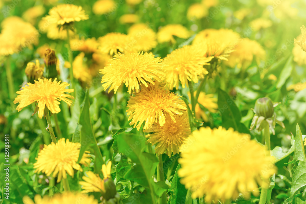 Fototapeta premium Yellow dandelions on the green field