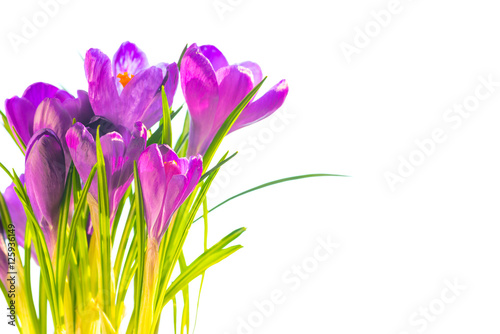 First spring flowers - bouquet of purple crocuses