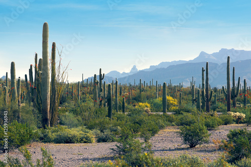 Landscape Arizona desert with cactus saguaro. Puerto Blanco Dr,