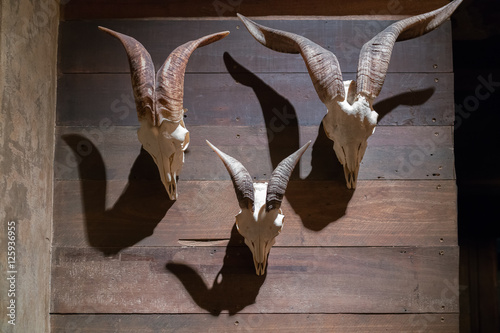 Horns on wooden wall 