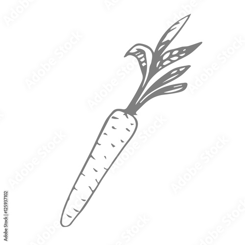 carrot scetch. vector.