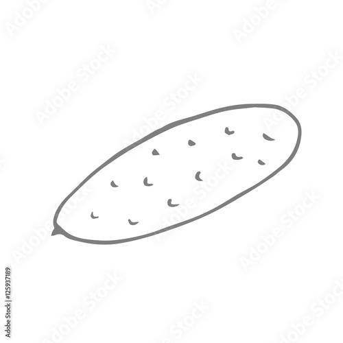 cucumber  scetch. vector