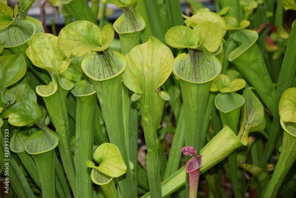 Obraz premium Sarracenia minor