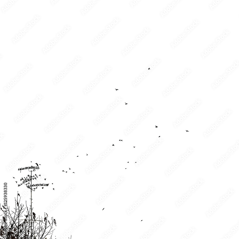 uccelli volano sfondo bianco uccelli volano sfondo bianco