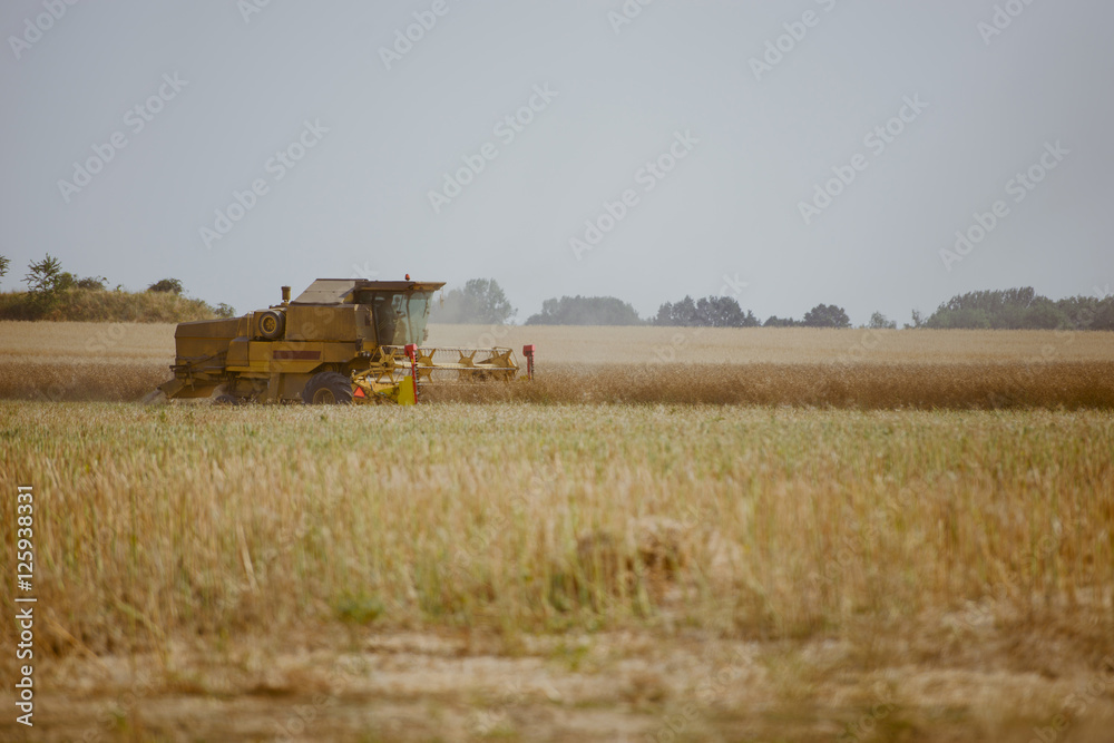 Fototapeta premium Combine harvesting the rape field