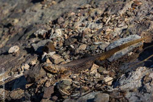 Lizard on the rocks