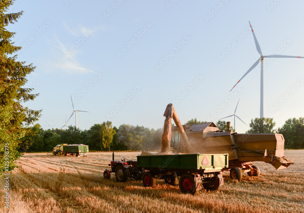 Fototapeta premium Combine harvester unloads wheat grain