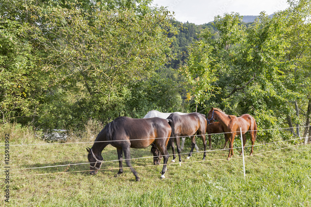 herd of thoroughbred horses grazing in a meadow herd of thoroughbred horses grazing in a meadow