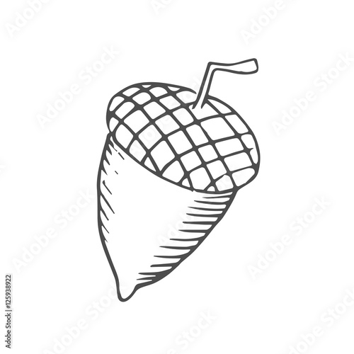 acorn scetch vector