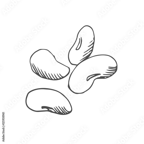 beans scetch. vector