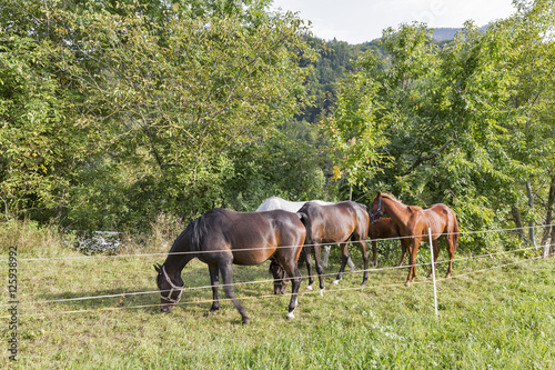herd of thoroughbred horses grazing in a meadow