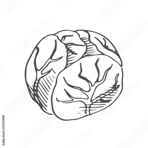 cabbage scetch. vector