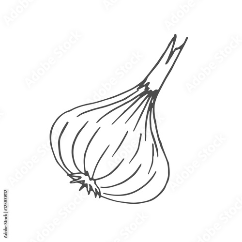 onion scetch. vector