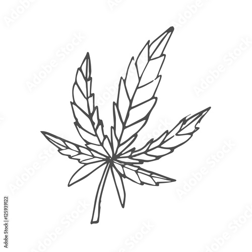 cannabis scetch. vector