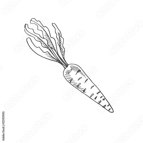 carrot scetch. vector