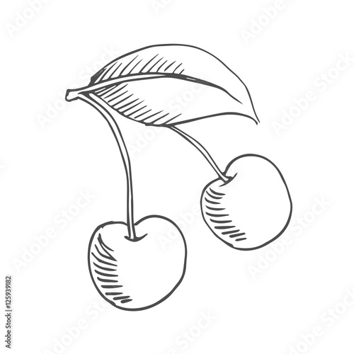 cherry scetch. vector