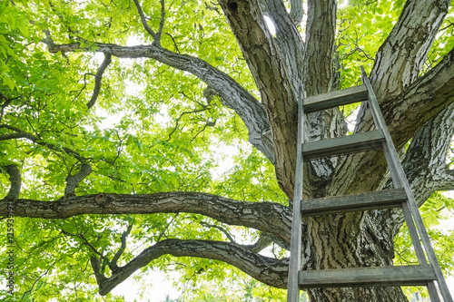 Huge walnut tree canopy