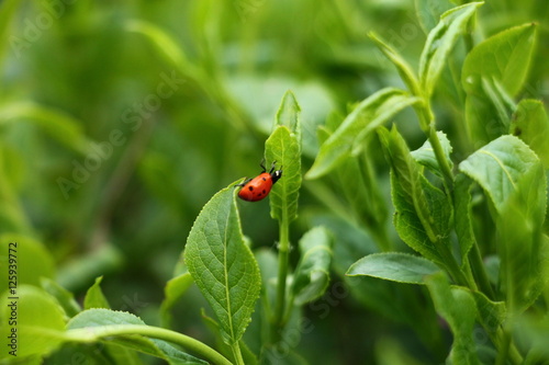 One ladybug in the garden