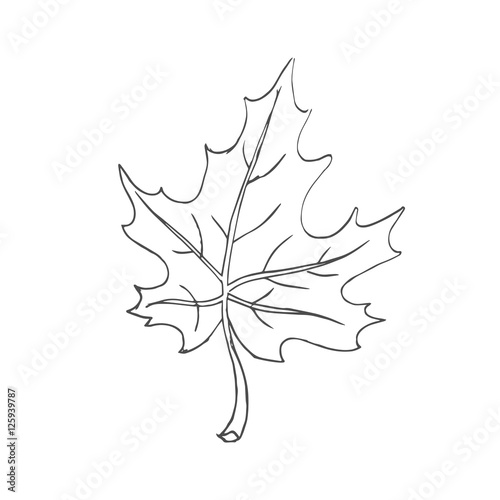 maple leaf scetch. vector © fiodarpiatrykin