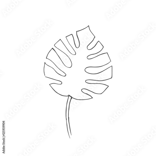 monstera scetch. vector