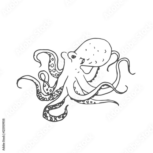 octopus scetch. vector