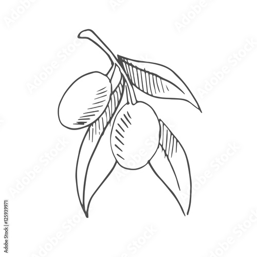 olives scetch vector