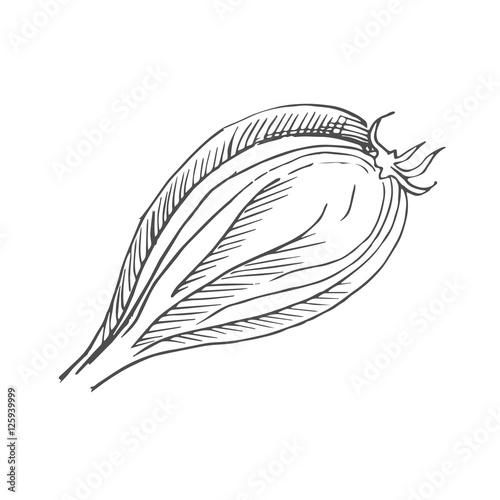 onion scetch vector