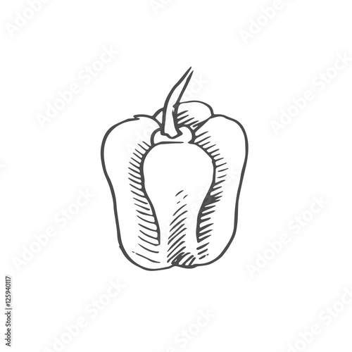 healthy food vector scetch. pepper