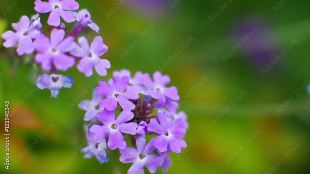 Macro shot of beautiful flowers of Spiraea japonica Macro shot of beautiful flowers of Spiraea japonica