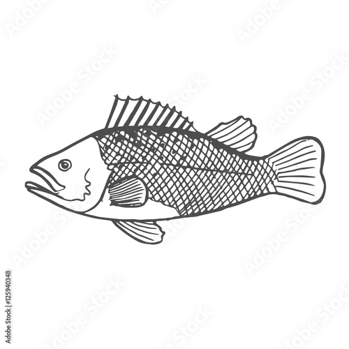 sea bass scetch. vector