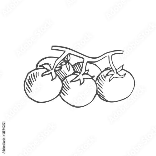 tomato branch scetch. vector