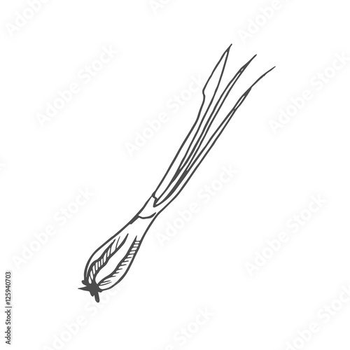 young onions scetch vector