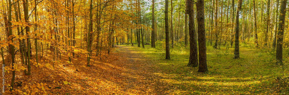 Obraz premium Forest Autumn Season