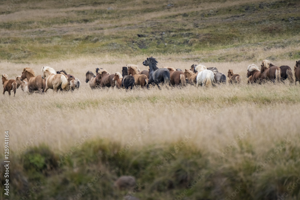 Icelandic Horses Running in Field Icelandic Horses Running in Field