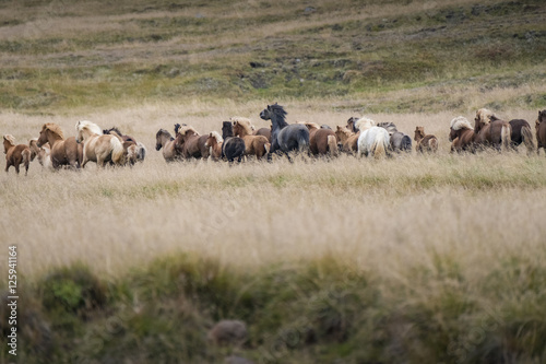 Icelandic Horses Running in Field © Betty Sederquist