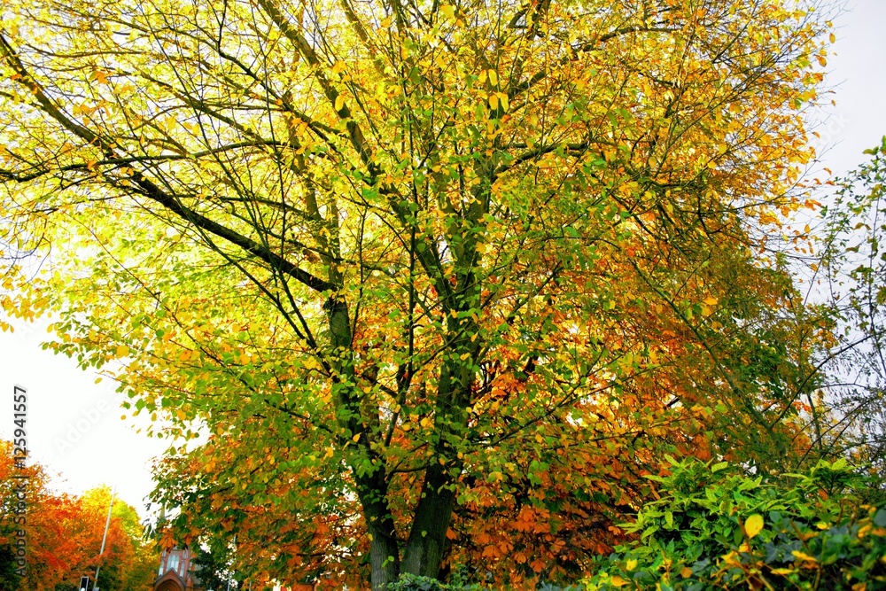 Fototapeta premium trees