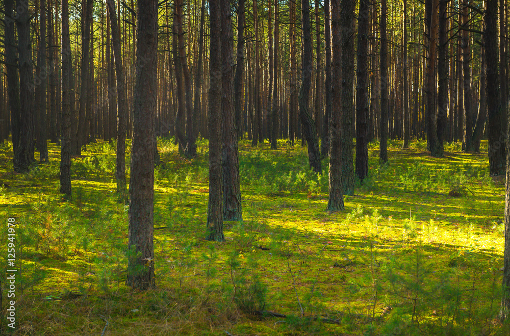 Obraz premium Green forest