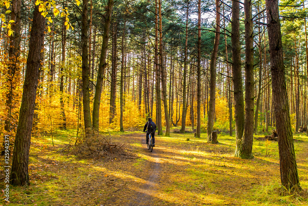 Obraz premium Forest Autumn Season