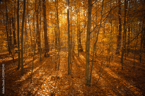 Forest Autumn Season © grzegorz_pakula