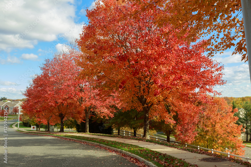 Autumn red maple leaves with yellow foliage background. Autumn red maple leaves with yellow foliage background.
