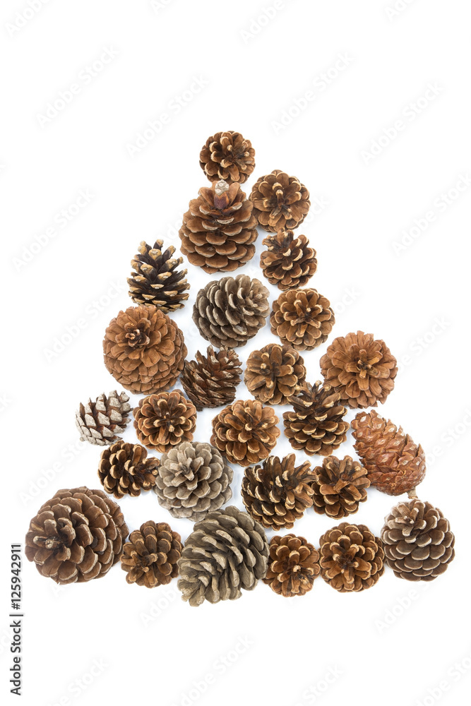 Pine cones Pine cones