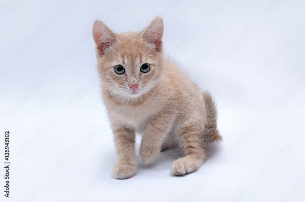 Fototapeta premium Сute little red kitten on a light background