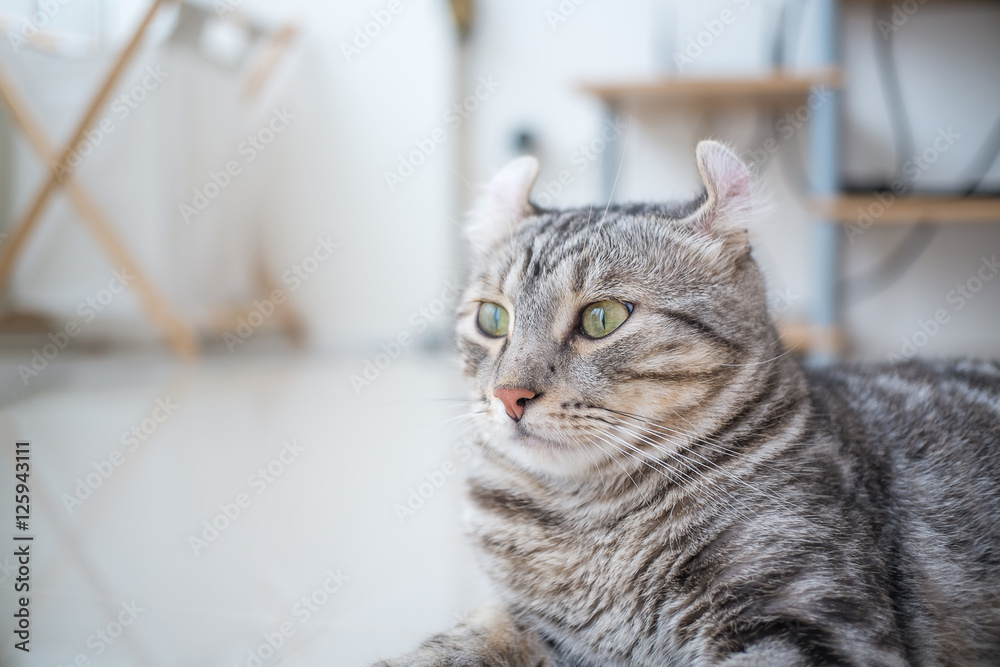 Fototapeta premium American Curl Cats in my house, it was looking at you .