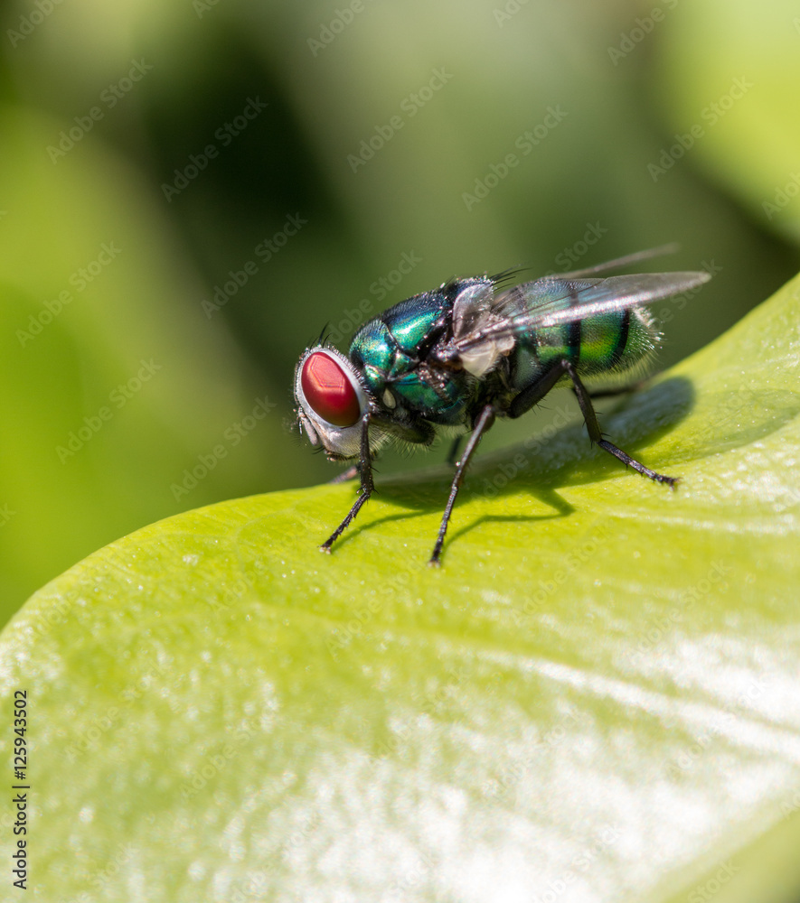 Fly on leaf Fly on leaf