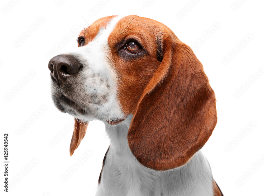 Beagle dog isolated on white