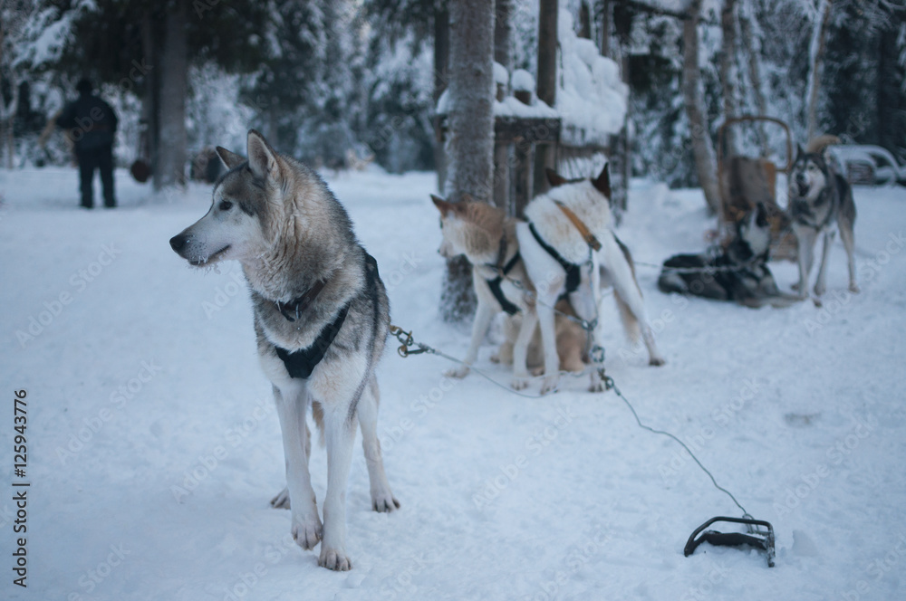 Husky dogs waiting to run in the snow Husky dogs waiting to run in the snow