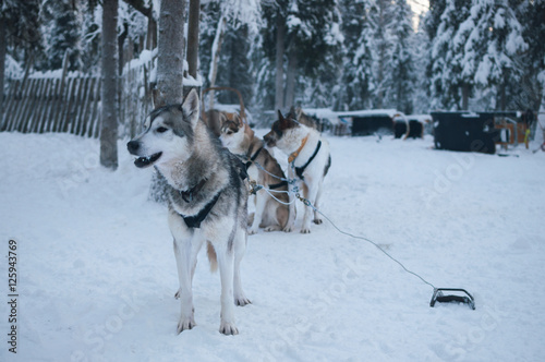 Husky dogs waiting to run in the snow © Tudor