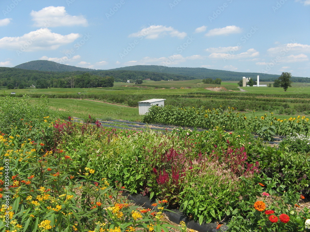 Field of Flowers on the Farm